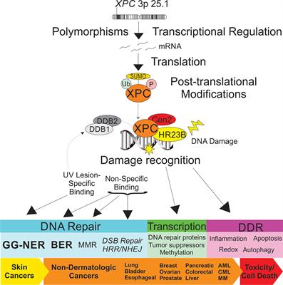 Xeroderma Pigmentosum Complementation Group C (XPC): Emerging Roles in Non-Dermatologic Malignancies 